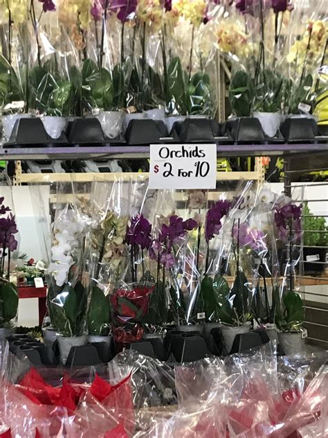 Found This Orchid At Trader Joes Yesterday Loved The Color And Brought