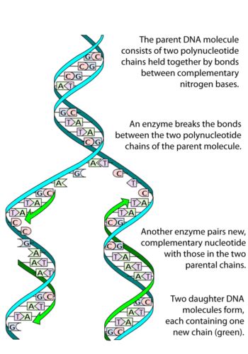 Dna Structure And Replication Genetics