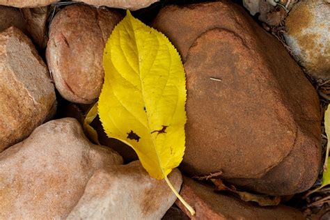 Free Images Tree Nature Rock Plant Wood Leaf Flower Food