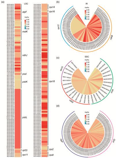 IJMS Free Full Text A Comprehensive Analysis Of Chloroplast Genome