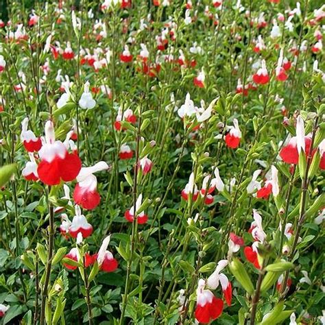 Hot Lips Sage Drought Resistant Plants Plant Design Hot Lips