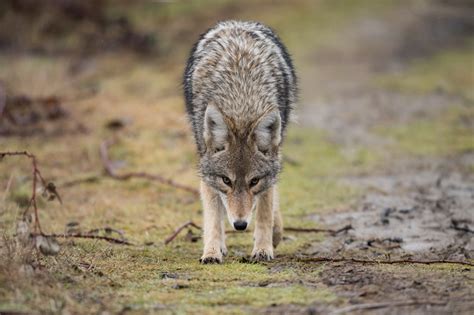 Wolf vs. Coyote | Outdoor Life