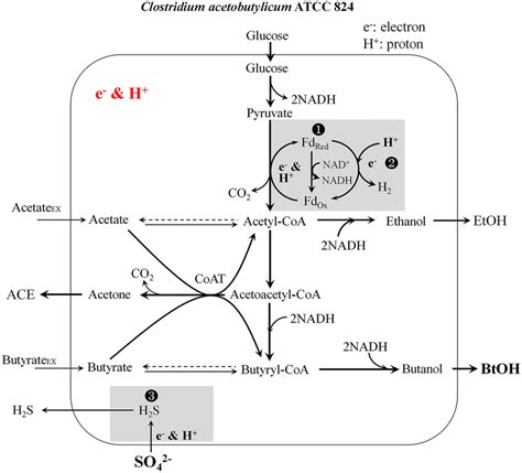 Metabolic map of butanol synthesis by C. acetobutylicum. BtOH: butanol;... | Download Scientific ...