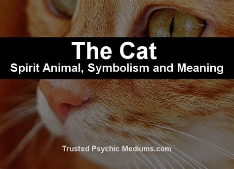 The Cat Spirit Animal - A Complete Guide to Meaning and Symbolism.