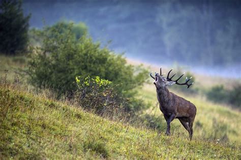 Wildlife of Asturias: discover brown bears, wolves, and wild cats!