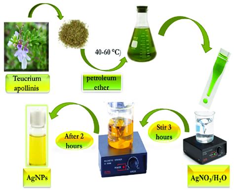 Process Of Green Synthesis Of Agnp Using Teucrium Apollinis Extract As