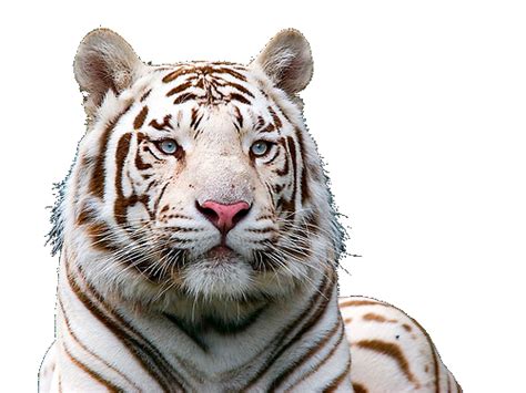 White Tiger Png Transparent Images