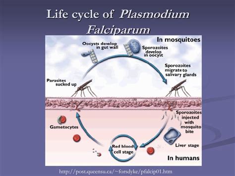 Plasmodium Falciparum Life Cycle Stages