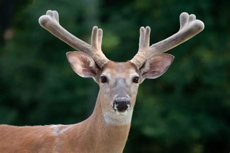 Whitetail Deer Antler Growth Chart By Month