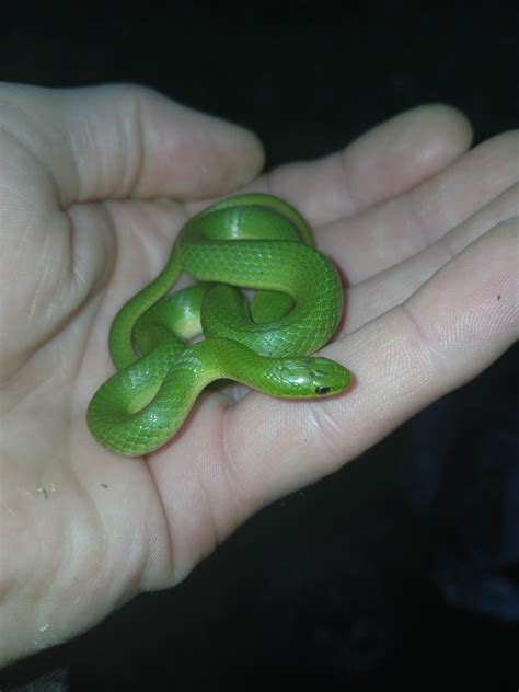 Smooth Green (Opheodrys vernalis) my all time fav snake species! : r/snakes