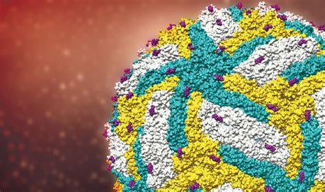 Virus Structure Reveals Zikas Unusual Heat Resistance Asian