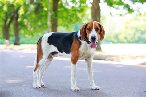 hound breeds    scent