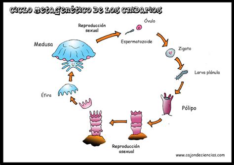 Esponjas Y Cnidarios Concept Map