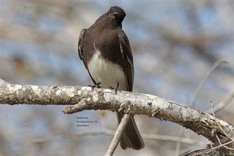 Black Phoebe carrying nesting material @ Anzalduas Co.Park