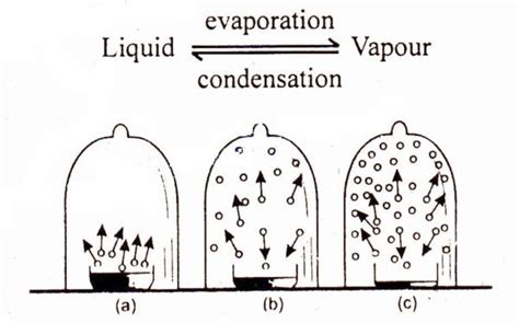 Define and explain vapour pressure | Chemistry Skills