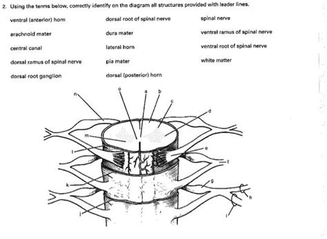 Solved 2 Using The Terms Below Correctly Identify On The Diagram All