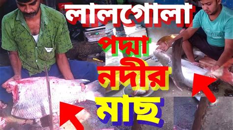 লালগোলা পদ্মার বিশাল কাতলা পাঙ্গাস কাটা Big Fish Katlamarket Lalgola