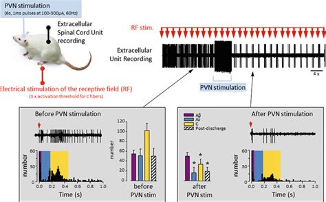 Representative Example Of A Single Unit Extracellular Recording Of Wide Download Scientific