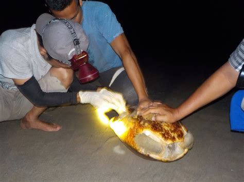 Over 400 Painted Terrapin Eggs Secured in Nest Patrol in 2017 - The ...