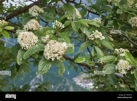 Sorbus aria branch with flowers Stock Photo - Alamy