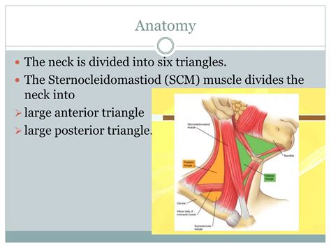 CT procedure of neck | PPT