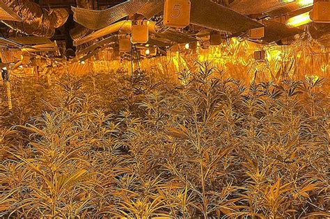 Descubren Cerca De Millones De Euros En Marihuana En Una Plantaci N