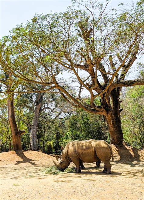 A Rhino in a Zoo · Free Stock Photo