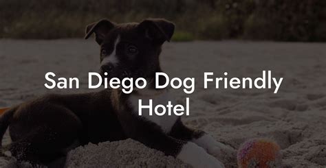 San Diego Dog Friendly Hotel - Dog Hotels