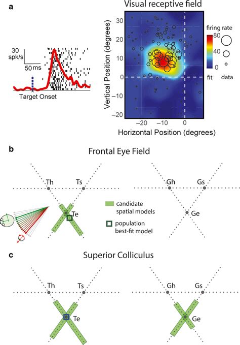 Spatial Analysis Of Visual Receptive Fields In Fef And Sc A Raster