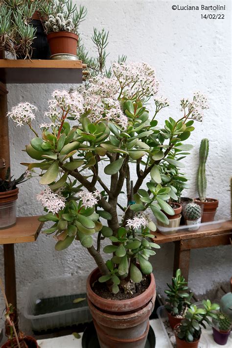 La Mia Collezione Di Piante Cactacee E Succulente W Le Piante Grasse