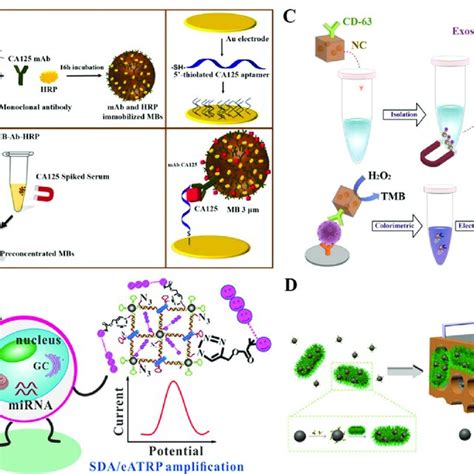 A Schematic Illustration Of The Dual Bioreceptor Immunoassay