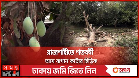 আমের দেশে আম গাছ কাটছে কৃষক Mango Country Cutting Mango Orchard Farmer Rajshahi Somoy