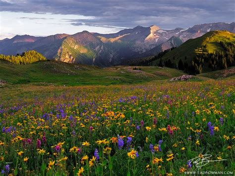 Mountain Wildflowers