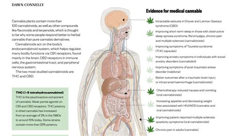 Let S Get Medical Quick Guide To Medical Cannabis Sawasdee Clinic