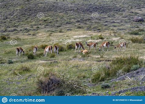 Guanaco Herd, Wildlife, Chile, Nature Stock Photo - Image of south ...