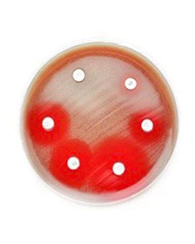 KKH Mueller Hinton Agar 5 Sheep Blood Máu Cừu Vi Sinh