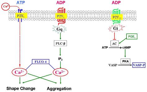 Figure 1 From Agonist And Antagonist Effects Of Diadenosine