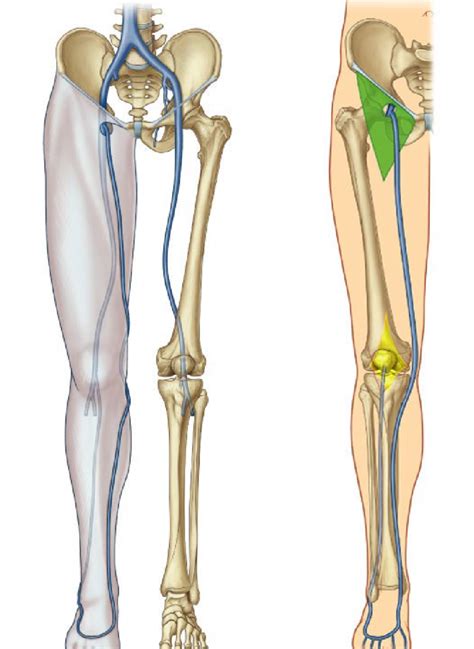 anatomy- veins of the leg Diagram | Quizlet