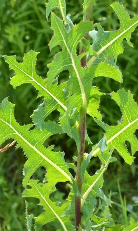 17 Spiky Weeds With Thorns And Prickles With Photos