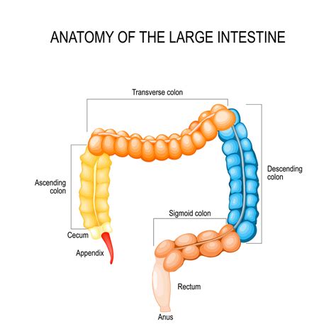 Anatomy Of Colon And Large Intestine