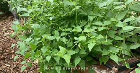 How to Grow Tepary Beans - Growing In The Garden