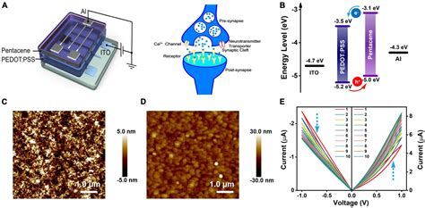 Low Power Flexible Organic Memristor Based On Pedot Pss Pentacene