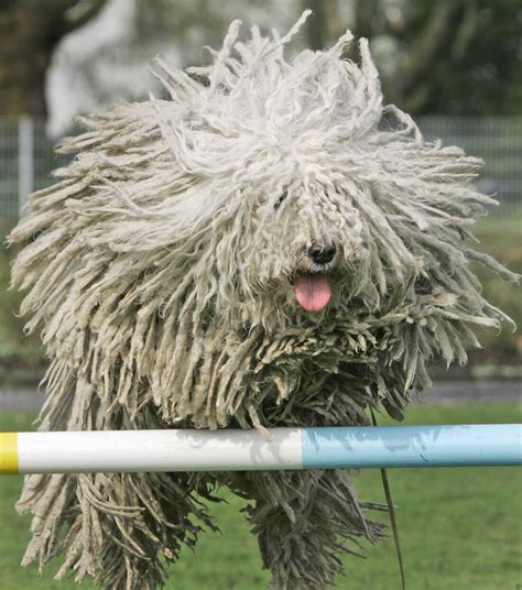 Pumi Dog Breed Recognized By American Kennel Club : The Two-Way : NPR