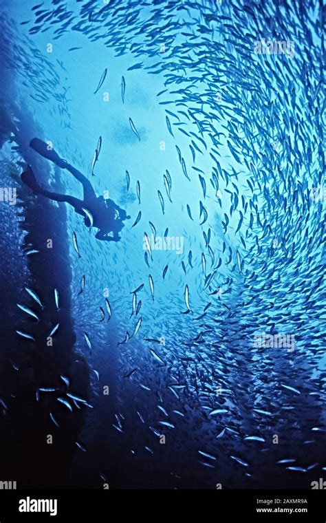 A Diver Beck Hoen And A School Of Mackrel Swim Amongst Giant Kelp