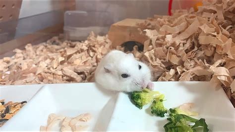 【ハムスター】お肉を咥えたまま帰っていくジャンガリアンハムスター【4k】djungarian Hamster Going Home With