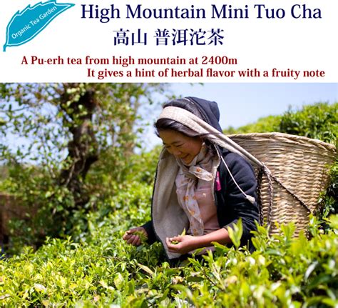 High Mountain Mini Tuo Cha Pu Erh Tea Hojo Tea