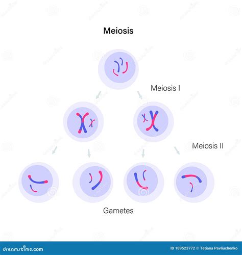 Meiosis Cell Division Vector Illustration | CartoonDealer.com #189523772