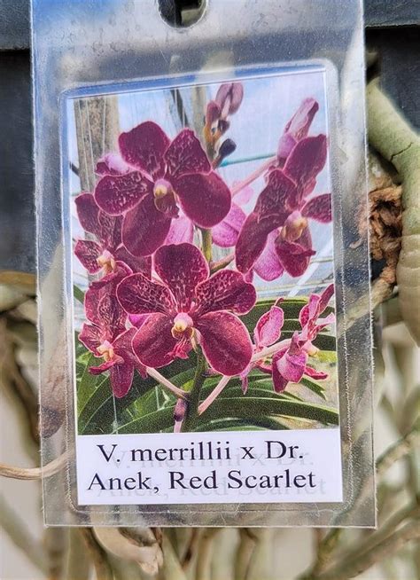 Vanda Merrillii X Dr Anek Red Scarlet Orquid Rio Dona Vanda