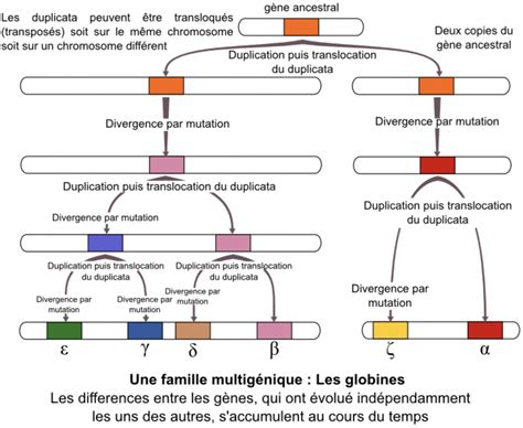 Cours Lorigine du génotype des individus Sciences de la vie et de