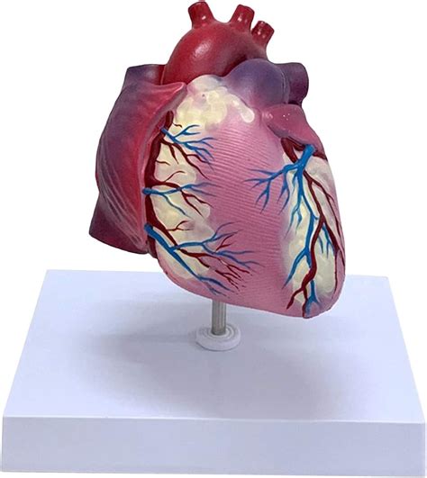 Human Heart Model For Anatomy 2 Part Heart Models Life Size Teaching